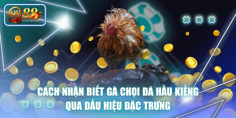 Cách Nhận Biết Gà Chọi Đá Hầu Kiềng Qua Dấu Hiệu Đặc Trưng 1 Cách Nhận Biết Gà Chọi Đá Hầu Kiềng Qua Dấu Hiệu Đặc Trưng