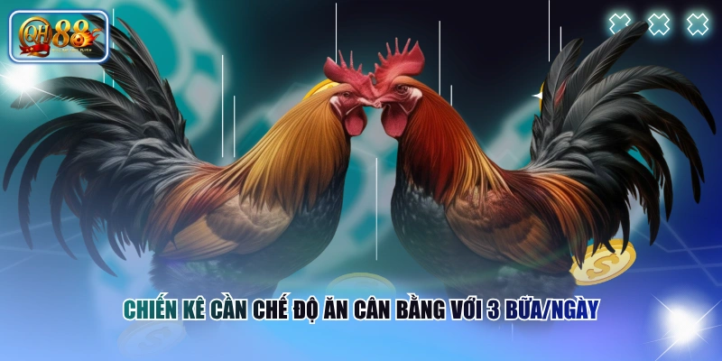 Vảy Nội Hoa Đăng | Cách Nhận Biết Đúng Theo Sư Kê Lâu Năm 4 Chiến kê cần chế độ ăn cân bằng với 3 bữa/ngày