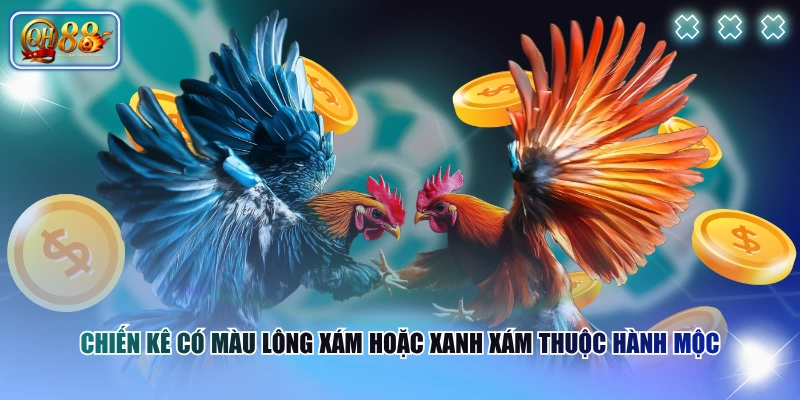 Nhận Diện Màu Gà Mạng Chính Xác Theo Từng Mệnh Phong Thủy 3 Chiến kê có màu lông xám hoặc xanh xám thuộc hành Mộc