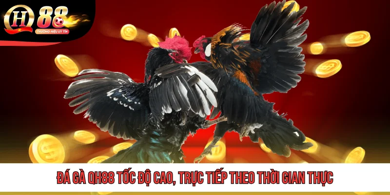 TRANG CHỦ 9 Đá gà QH88 tốc độ cao, trực tiếp theo thời gian thực