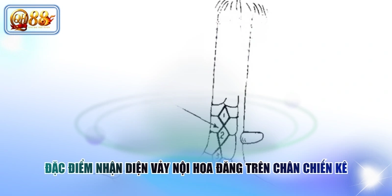 Vảy Nội Hoa Đăng | Cách Nhận Biết Đúng Theo Sư Kê Lâu Năm 3 Đặc điểm nhận diện vảy nội hoa đăng trên chân chiến kê