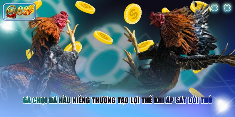 Cách Nhận Biết Gà Chọi Đá Hầu Kiềng Qua Dấu Hiệu Đặc Trưng 2 Gà chọi đá hầu kiềng thường tạo lợi thế khi áp sát đối thủ