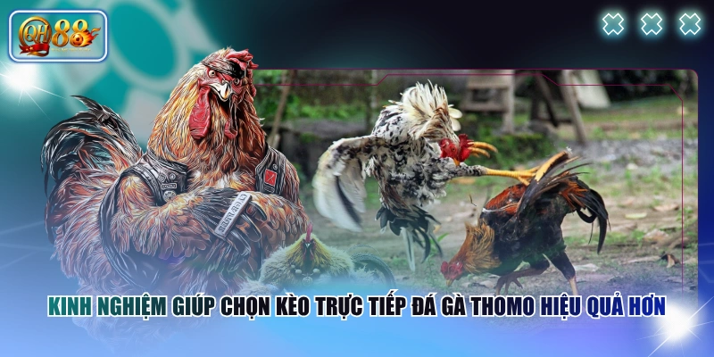 Luật Chơi Trực Tiếp Đá Gà Thomo Từ A-Z Cho Người Mới 4 Kinh nghiệm giúp chọn kèo trực tiếp đá gà Thomo hiệu quả hơn