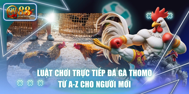 Luật Chơi Trực Tiếp Đá Gà Thomo Từ A-Z Cho Người Mới 1 Luật Chơi Trực Tiếp Đá Gà Thomo Từ A-Z Cho Người Mới