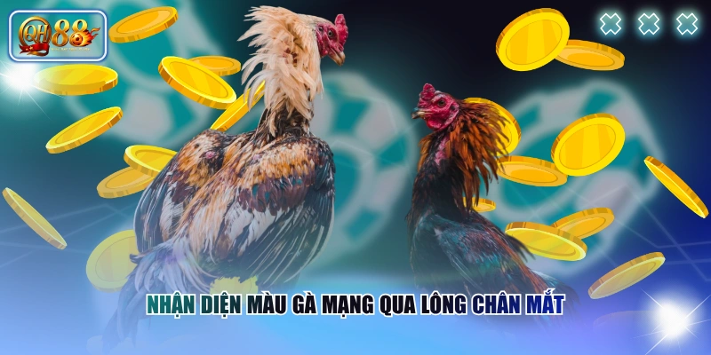 Nhận Diện Màu Gà Mạng Chính Xác Theo Từng Mệnh Phong Thủy 2 Nhận diện màu gà mạng qua lông chân mắt