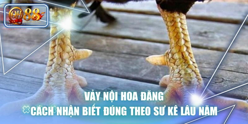 Vảy Nội Hoa Đăng | Cách Nhận Biết Đúng Theo Sư Kê Lâu Năm 1 Vảy Nội Hoa Đăng | Cách Nhận Biết Đúng Theo Sư Kê Lâu Năm
