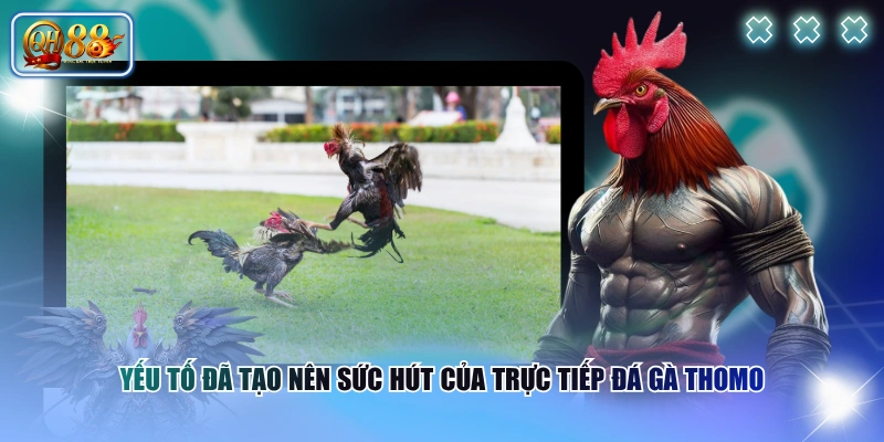 Luật Chơi Trực Tiếp Đá Gà Thomo Từ A-Z Cho Người Mới 2 Yếu tố đã tạo nên sức hút của trực tiếp đá gà Thomo